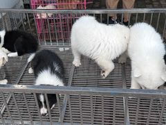 -开封杨丰宠物乐园