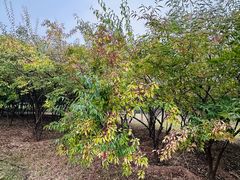 -永定河休闲森林公园