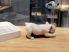 -狗道宠物(常熟印象城店)