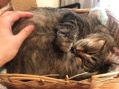 -猫友咖啡店(玉林西路店)