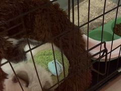 -喵zoo家庭繁育猫舍(尖东智能花园店)