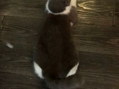 -吉丁鸟咖·异宠·寄养