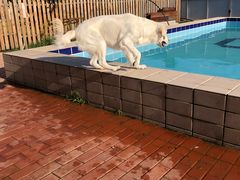 -趣玩宠物乐园寄养训犬训狗游泳池