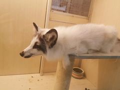 -藦茜花园宠物主题亲子互动体验馆(国顺东路店)