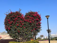 -东莞植物园
