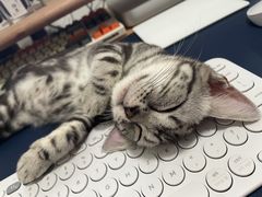 -猫大福·Fortune Cat猫舍(百子湾店)