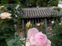 -清湖文化公园