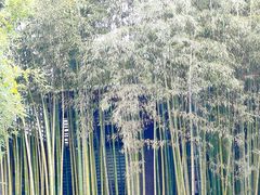 -杭州植物园