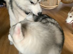 -Husky Go! 哈士奇体验馆·宠物咖啡厅狗咖