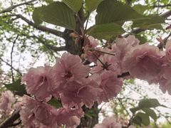 -长白岛森林公园
