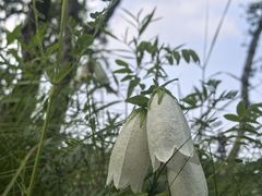 -御道口草原森林风景区