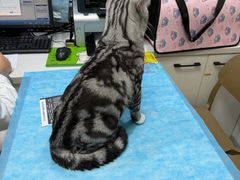 -瑞派·关忠动物医院·猫专科·犬专科(三环新城店)