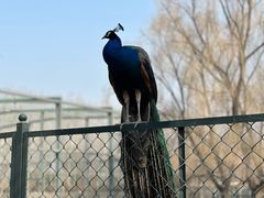 -北京麋鹿生态实验中心