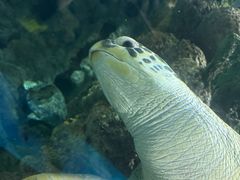 -上海海洋水族馆
