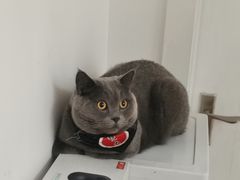 -猫在这儿猫咪咖啡馆·撸猫馆