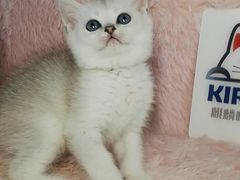 -十年猫舍·猫咪专门店(普陀店)