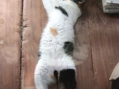 -瑞派宠物医院·犬猫全科·猫友好(宾水西道店)