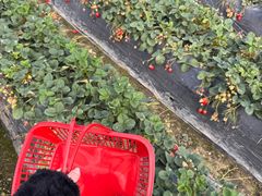 -太平生态农场采摘园