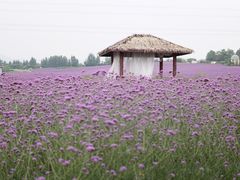 -紫颐香薰山谷景区
