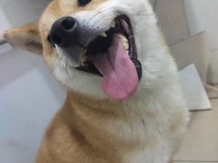 -艾贝尔宠物医院 ·中兽医·宠保定点(北门桥店)