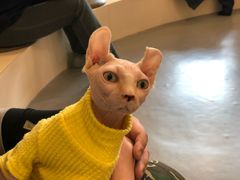 -飞行喵MR PILOT|猫舍·猫咖(静安大融城店)