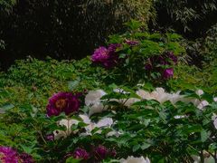 -洛阳市隋唐城遗址植物园
