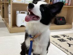 -鼎级派宠物(中南店)