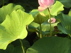 -荷塘月色湿地公园·向阳花洲