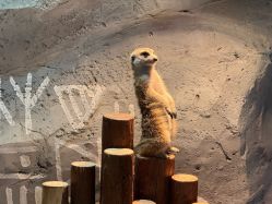 -Zoolung Zoolung动物主题公园(海信广场店)