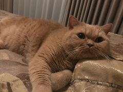 -东方名猫馆·英短金渐层布偶猫舍(环线广场1号楼店)