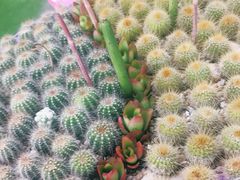 -南通洲际绿博园