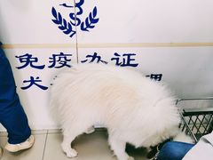 -申普宠物医院·眼科·心内科·影像科(普陀分院)