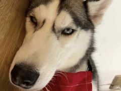 小甜甜-Husky Go! 哈士奇体验馆·宠物咖啡厅狗咖