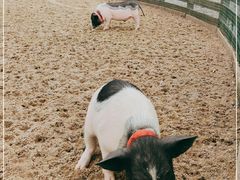 -前小桔亲子创意农场·草莓采摘·露营烧烤