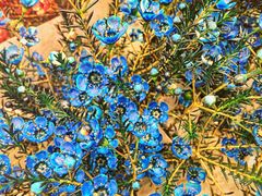 -双季花艺园艺市场(浦东店)