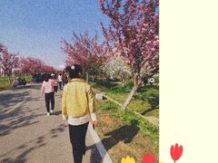 -天王浮山樱花园