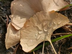 -北坞公园