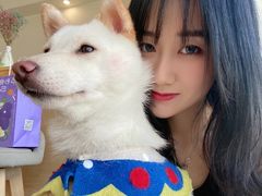 -柴犬小屋·柴餐厅·狗咖食堂(金鼎广场店)