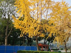 -西北湖绿化广场