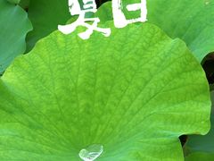 -东湖落雁景区