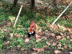 -都江堰中华大熊猫苑