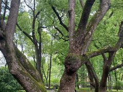 -徐家汇源景区-衡山公园