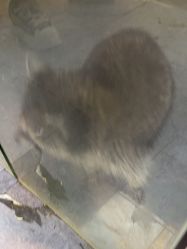 -神奇动物撸宠馆·羊驼·小浣熊·异宠(豫园店)