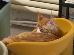 -平行世界·猫咖(首经贸店)