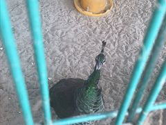 -上海多利农业发展有限公司