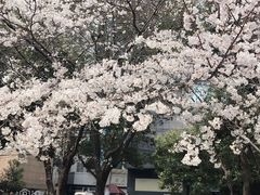 -玛格萝妮比萨屋(四平店)