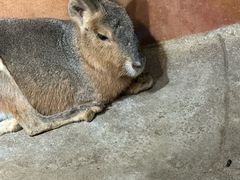 -萌宠奇缘(荣鼎店)