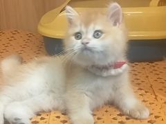 -欣宠猫屋·矮脚拿破仑·蓝金金渐层