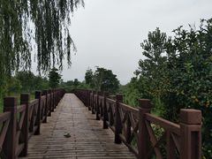 -中国扬子鳄村