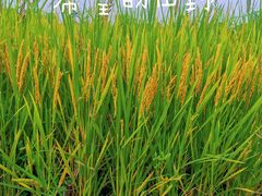 -嘉北郊野公园